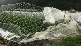 農業用ビニールハウスの台風対策徹底ガイド｜POフィルム活用と強風対策のポイント